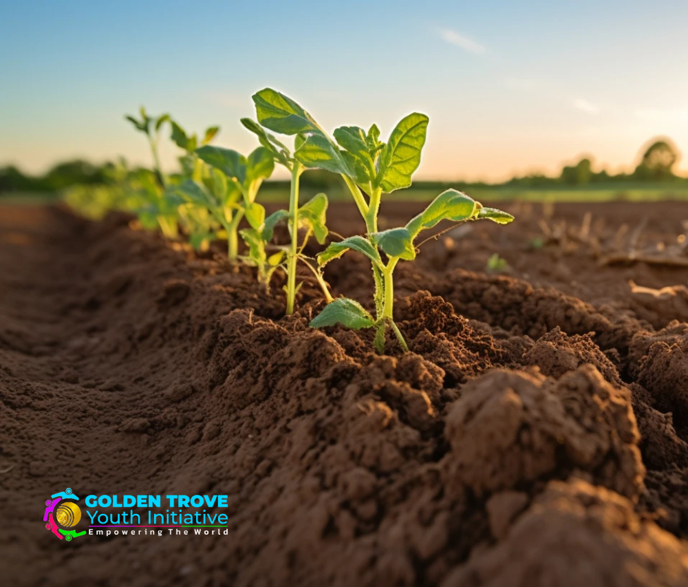 Sustainable Agriculture - Focus Areas by Golden Trove Youth Initiative (GTYI) - Hoima City, Uganda